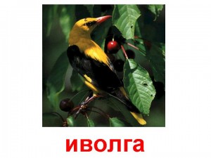 иволга
